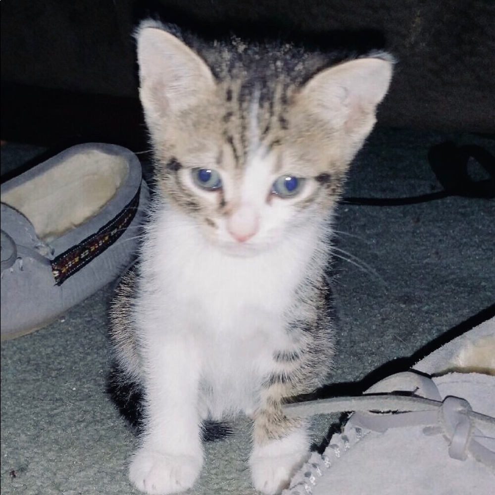 Meet your Posher, Carina